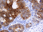 CMPK1 Antibody in Immunohistochemistry (Paraffin) (IHC (P))