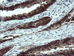 CMPK1 Antibody in Immunohistochemistry (Paraffin) (IHC (P))