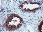 CMPK1 Antibody in Immunohistochemistry (Paraffin) (IHC (P))