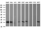 CMPK1 Antibody in Western Blot (WB)