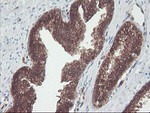 CNDP2 Antibody in Immunohistochemistry (Paraffin) (IHC (P))