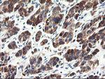 CNDP2 Antibody in Immunohistochemistry (Paraffin) (IHC (P))