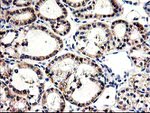 CNDP2 Antibody in Immunohistochemistry (Paraffin) (IHC (P))