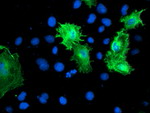 CNN2 Antibody in Immunocytochemistry (ICC/IF)