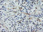 CNN2 Antibody in Immunohistochemistry (Paraffin) (IHC (P))