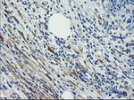 CNN2 Antibody in Immunohistochemistry (Paraffin) (IHC (P))