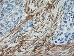 CNN2 Antibody in Immunohistochemistry (Paraffin) (IHC (P))