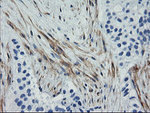 CNN2 Antibody in Immunohistochemistry (Paraffin) (IHC (P))