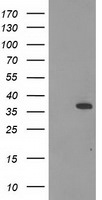 CNN2 Antibody in Western Blot (WB)