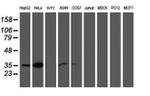 CNN2 Antibody in Western Blot (WB)