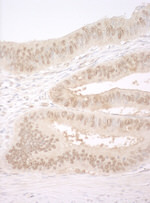 CNOT2 Antibody in Immunohistochemistry (IHC)