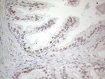 CNOT2 Antibody in Immunohistochemistry (Paraffin) (IHC (P))