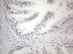 CNOT2 Antibody in Immunohistochemistry (Paraffin) (IHC (P))