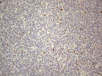 CNOT2 Antibody in Immunohistochemistry (Paraffin) (IHC (P))