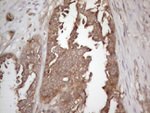 CNOT2 Antibody in Immunohistochemistry (Paraffin) (IHC (P))