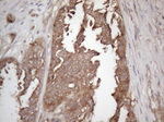 CNOT2 Antibody in Immunohistochemistry (Paraffin) (IHC (P))