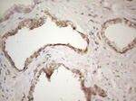 CNOT2 Antibody in Immunohistochemistry (Paraffin) (IHC (P))