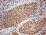 CNOT2 Antibody in Immunohistochemistry (Paraffin) (IHC (P))