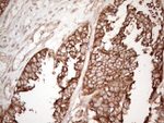 CNOT2 Antibody in Immunohistochemistry (Paraffin) (IHC (P))