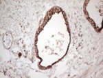 CNOT2 Antibody in Immunohistochemistry (Paraffin) (IHC (P))