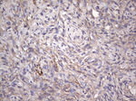 CNOT4 Antibody in Immunohistochemistry (Paraffin) (IHC (P))