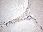 CNOT4 Antibody in Immunohistochemistry (Paraffin) (IHC (P))