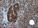 CNOT4 Antibody in Immunohistochemistry (Paraffin) (IHC (P))