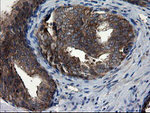 CNOT4 Antibody in Immunohistochemistry (Paraffin) (IHC (P))