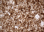 CNPase Antibody in Immunohistochemistry (Paraffin) (IHC (P))