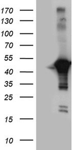 CNPase Antibody in Western Blot (WB)