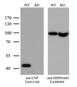 CNPase Antibody in Western Blot (WB)