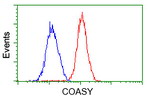 COASY Antibody in Flow Cytometry (Flow)