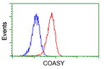 COASY Antibody in Flow Cytometry (Flow)