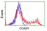 COASY Antibody in Flow Cytometry (Flow)