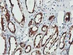 COASY Antibody in Immunohistochemistry (Paraffin) (IHC (P))