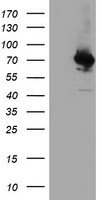 COASY Antibody in Western Blot (WB)