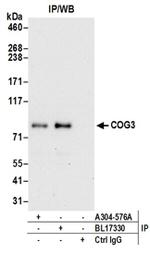 COG3 Antibody in Western Blot (WB)