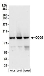 COG3 Antibody in Western Blot (WB)