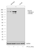 COL1A1 Antibody