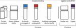 Human Adiponectin ProQuantum Immunoassay Kit