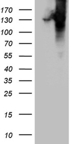 COL6A1 Antibody in Western Blot (WB)