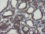 COMMD1 Antibody in Immunohistochemistry (Paraffin) (IHC (P))