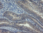 COMMD1 Antibody in Immunohistochemistry (Paraffin) (IHC (P))