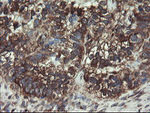 COMMD1 Antibody in Immunohistochemistry (Paraffin) (IHC (P))
