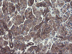 COMMD1 Antibody in Immunohistochemistry (Paraffin) (IHC (P))