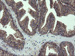 COMMD1 Antibody in Immunohistochemistry (Paraffin) (IHC (P))