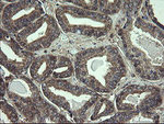 COMMD1 Antibody in Immunohistochemistry (Paraffin) (IHC (P))