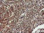 COMMD1 Antibody in Immunohistochemistry (Paraffin) (IHC (P))