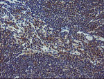 COMMD1 Antibody in Immunohistochemistry (Paraffin) (IHC (P))