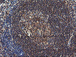 COMMD1 Antibody in Immunohistochemistry (Paraffin) (IHC (P))